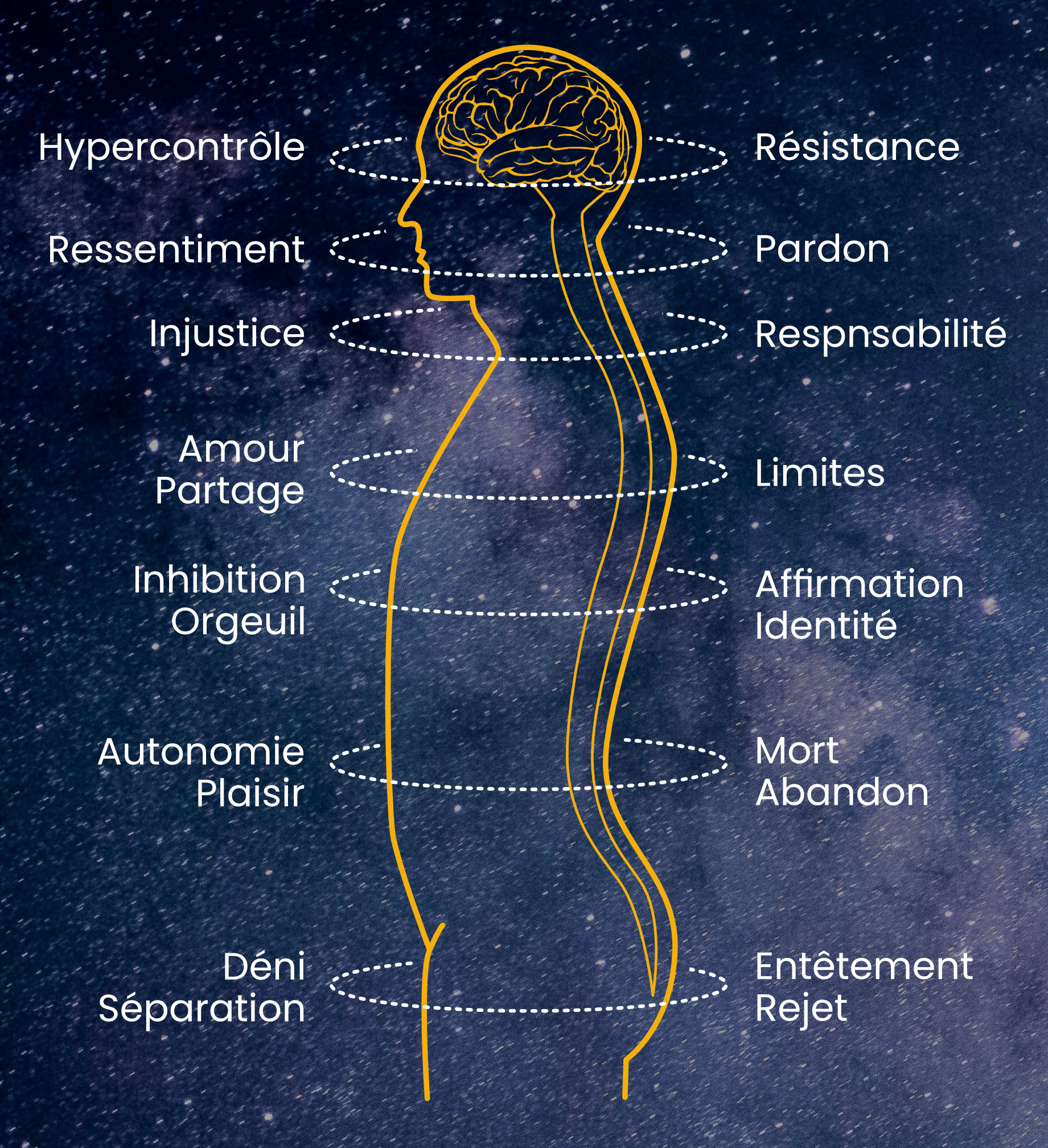 Les étages du corps en somatologie